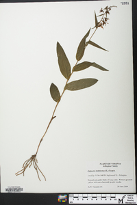 Epipactis helleborine image