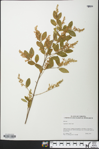 Ligustrum sinense image