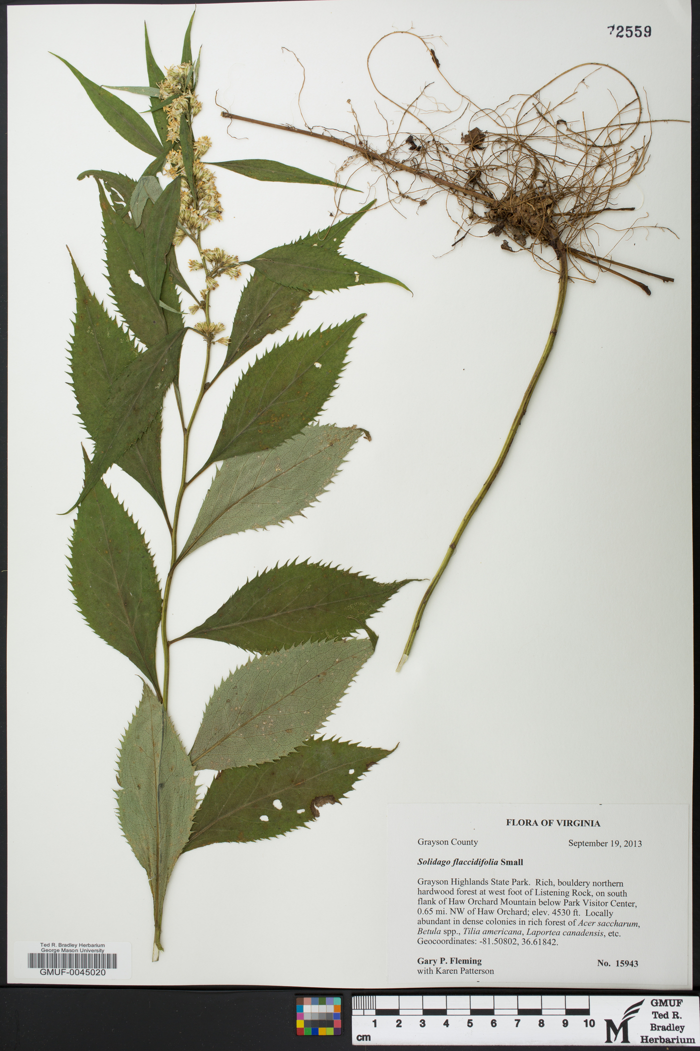 Solidago flaccidifolia image