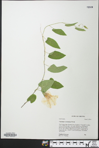 Calystegia catesbeiana image