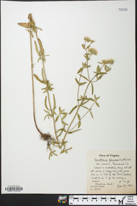 Pycnanthemum flexuosum image