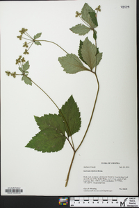 Sanicula trifoliata image