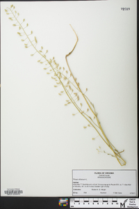 Thlaspi alliaceum image