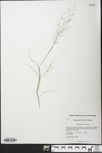 Eragrostis frankii image