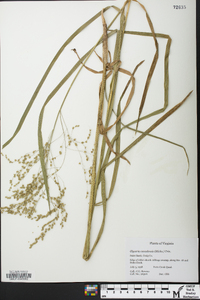 Glyceria canadensis image