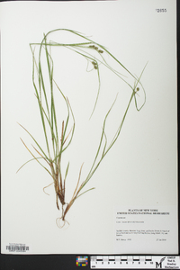 Carex swanii image