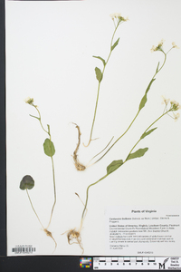 Cardamine bulbosa image