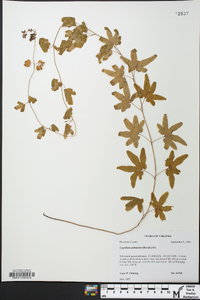 Lygodium palmatum image