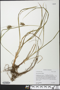 Carex louisianica image