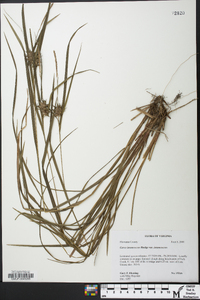 Carex intumescens var. intumescens image