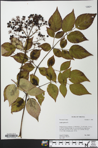 Aralia spinosa image