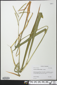 Paspalum pubiflorum image