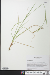 Carex meadii image