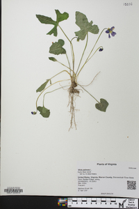 Viola palmata image