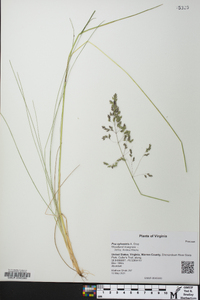 Poa sylvestris image