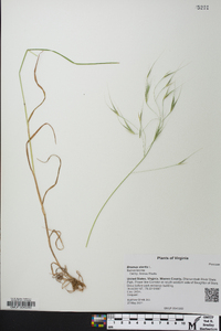 Bromus sterilis image