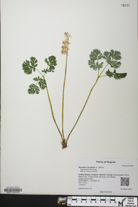 Dicentra cucullaria image