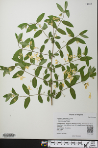 Lonicera morrowii image