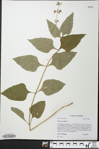Salvia urticifolia image