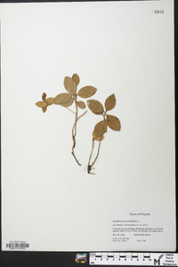 Gaultheria procumbens image