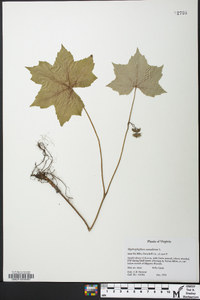 Hydrophyllum canadense image