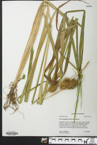 Carex lupuliformis image