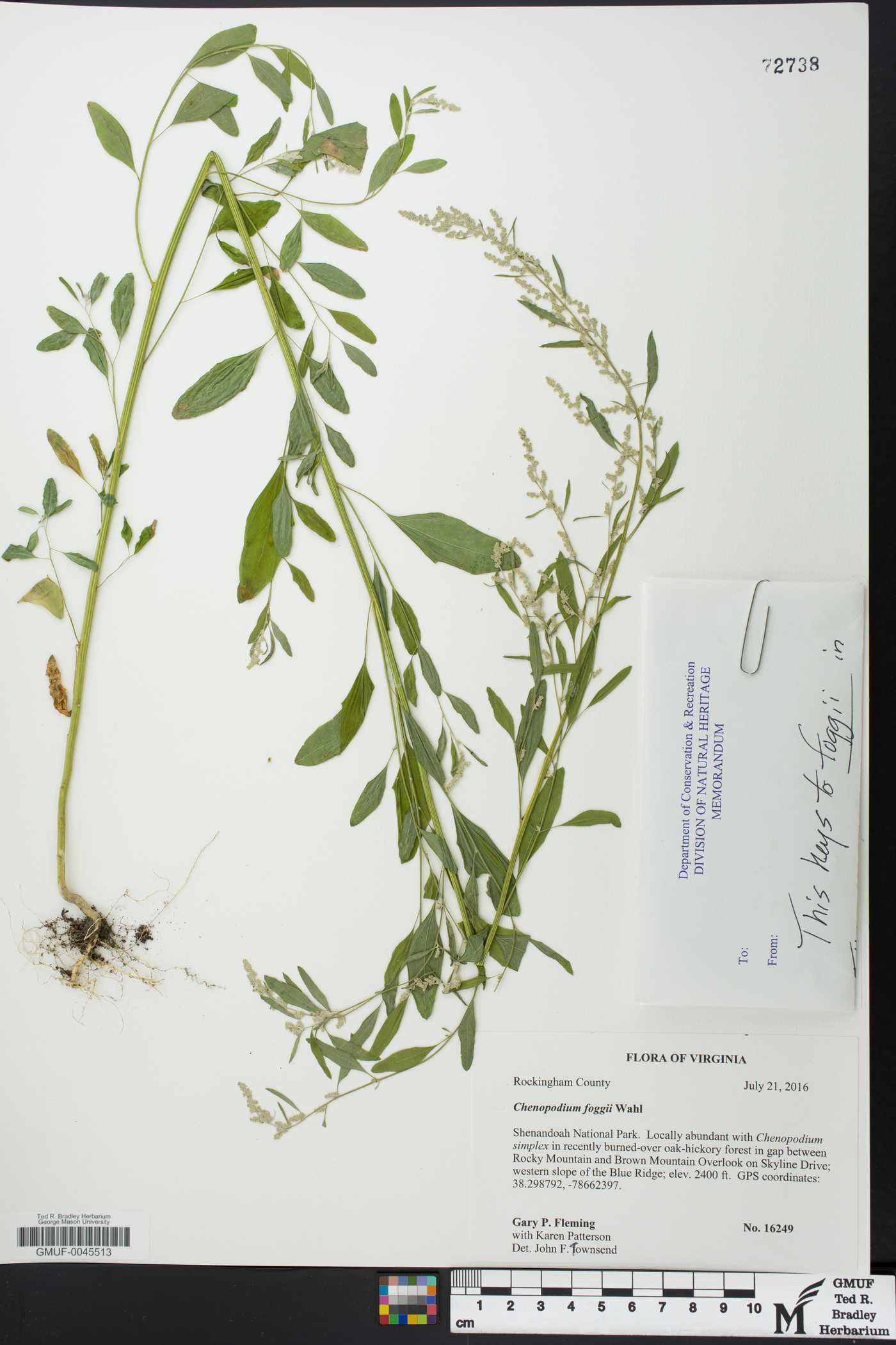 Chenopodium foggii image