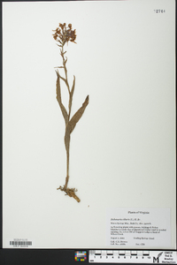 Platanthera ciliaris image