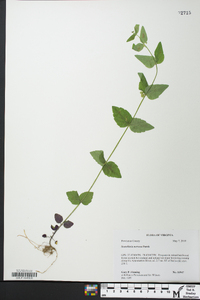 Scutellaria nervosa image