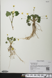 Viola pubescens var. scabriuscula image