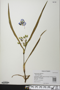 Tradescantia virginiana image