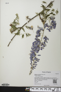 Wisteria sinensis image