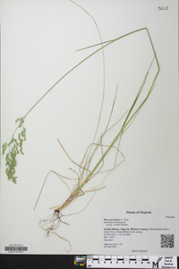 Poa sylvestris image