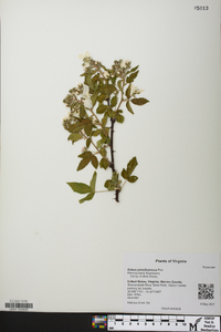 Rubus pensilvanicus image