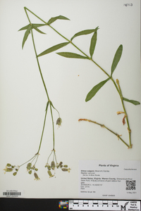 Silene vulgaris image