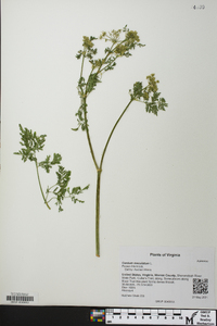 Conium maculatum image