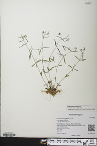 Houstonia tenuifolia image