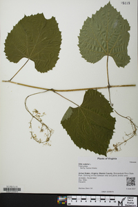 Vitis vulpina image