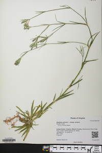 Dianthus armeria subsp. armeria image