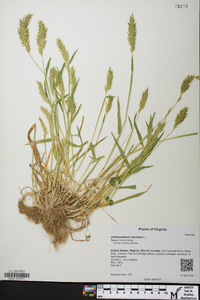 Anthoxanthum odoratum image