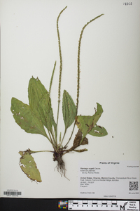 Plantago rugelii image