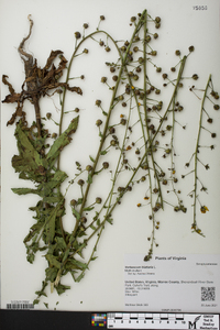 Verbascum blattaria image