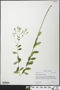 Euphorbia pubentissima image