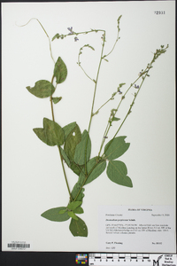 Desmodium perplexum image