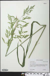 Cinna arundinacea image