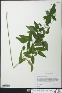 Desmodium perplexum image