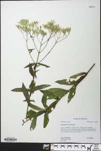 Eupatorium vaseyi image