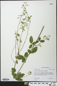 Desmodium obtusum image