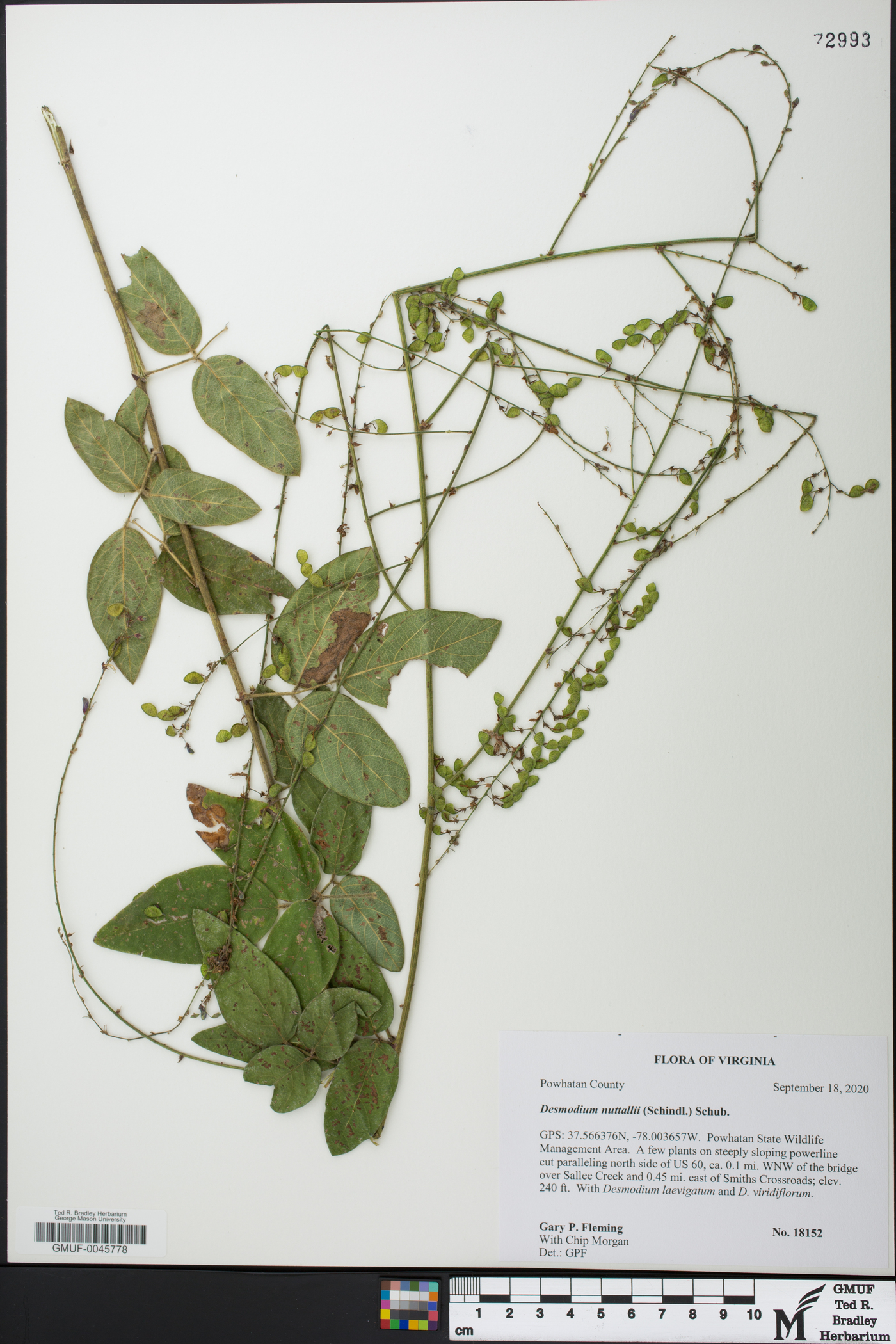 Desmodium nuttallii image