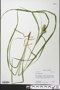 Carex typhina image